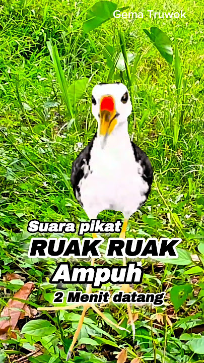 SUARA PIKAT RUAK RUAK AMPUH 2 MENIT DATANG SUARA JERNIH #youtubeshorts #videoshorts
