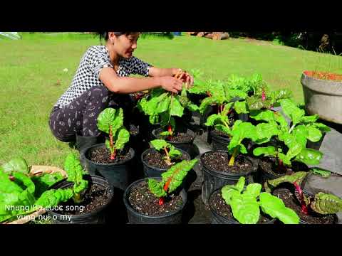 Video THU HOẠCH CẢI MỸ, HÁI XÀ LÁCH, NHỔ CỦ CẢI ĐỎ, TẶNG CHỊ... - youtube