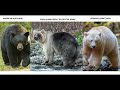 PLANET ZOO 2 SPECIES/ANIMALS WE NEED COMPREHENSIVE LIST, MOST REQUESTED ANIMALS WE NEED IN THE GAME.
