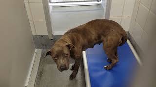 acs A673928