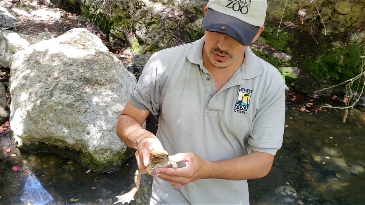 California Red-Legged Frog – SANTA BARBARA ZOO
