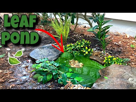 vlogs in spanish Worlds First *LEAF POND*!!