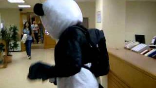 Panda at AUB Library