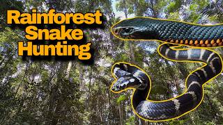 Snakes of Southern Queensland! Deadly elapids, colourful colubrids and more!