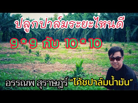 ปลูกปาล์มระยะไหนดี 9*9 กับ 10*10