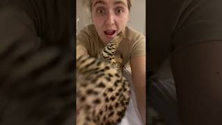 Serval Attack #cat #servals #kitten #shorts #servalshorts