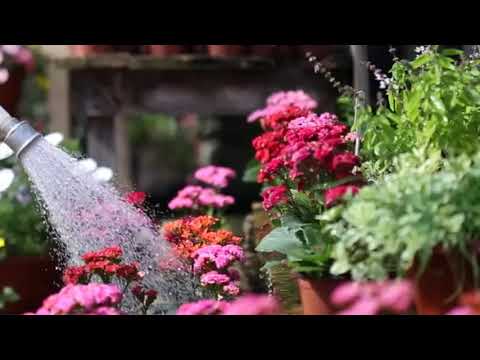 مشاهد للمونتاج سقي الازهار 