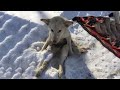 Tears of a dog that collapsed in the cold snow for days being attacked by parasites