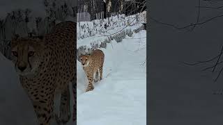 The Ultimate Big Cat Collection | Rare Encounters