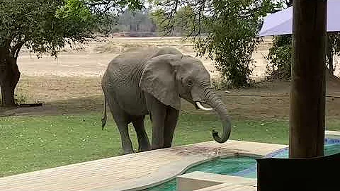 Thirsty Elephant drinks from Pool at Luangwa River Camp