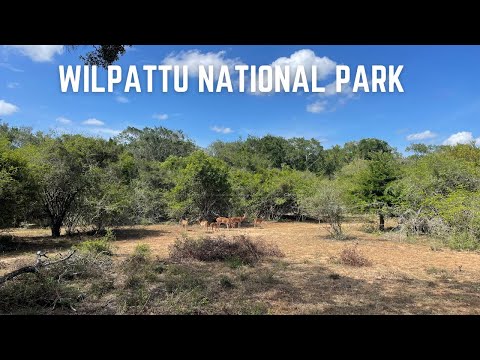 Wilpattu National Park, Sri Lanka | විල්පත්තු ජාතික වන උද්‍යානය