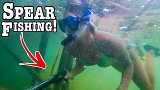 Underwater Spear Fishing Creepy Docks For Big Cruising Fish!!! (They’re Loaded!!)