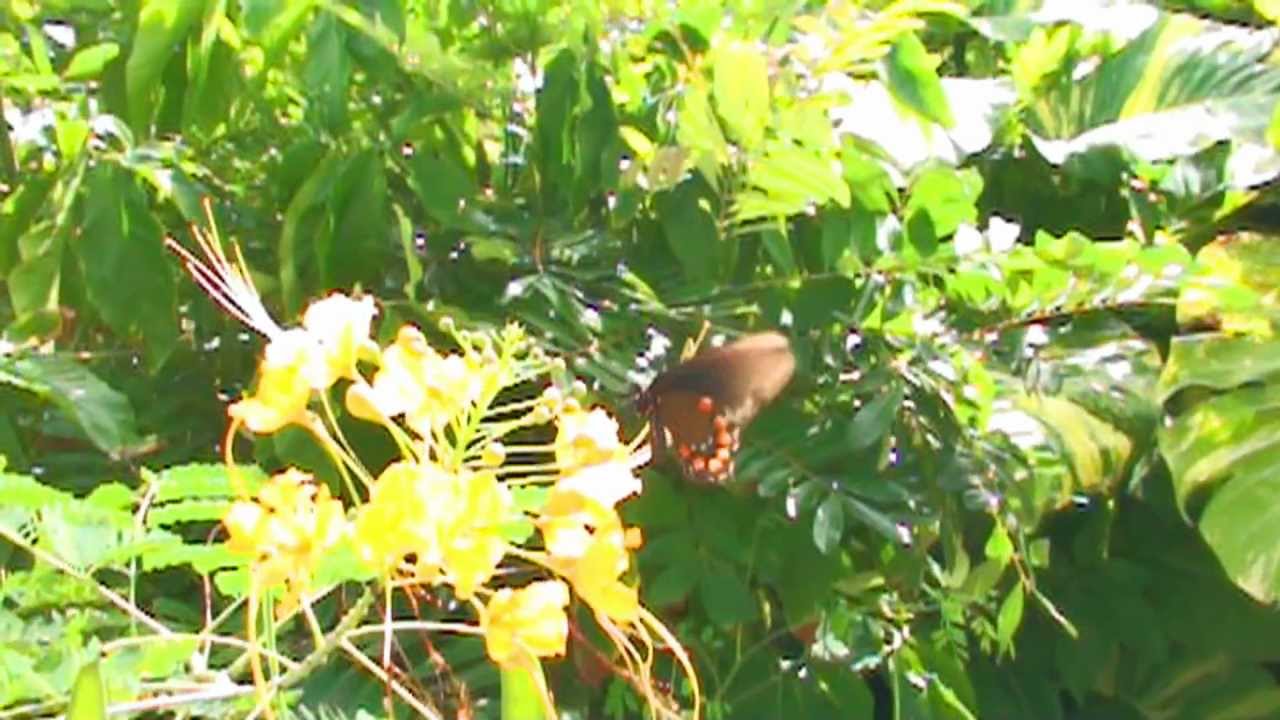 Mexico  Riviera Maya Xcaret butterfly pavilion  (HD) - YouTube MrPeti36