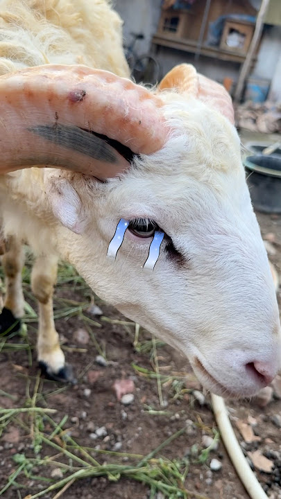 😭Kambing nangis mau di Kurbankan😱 #Shorts