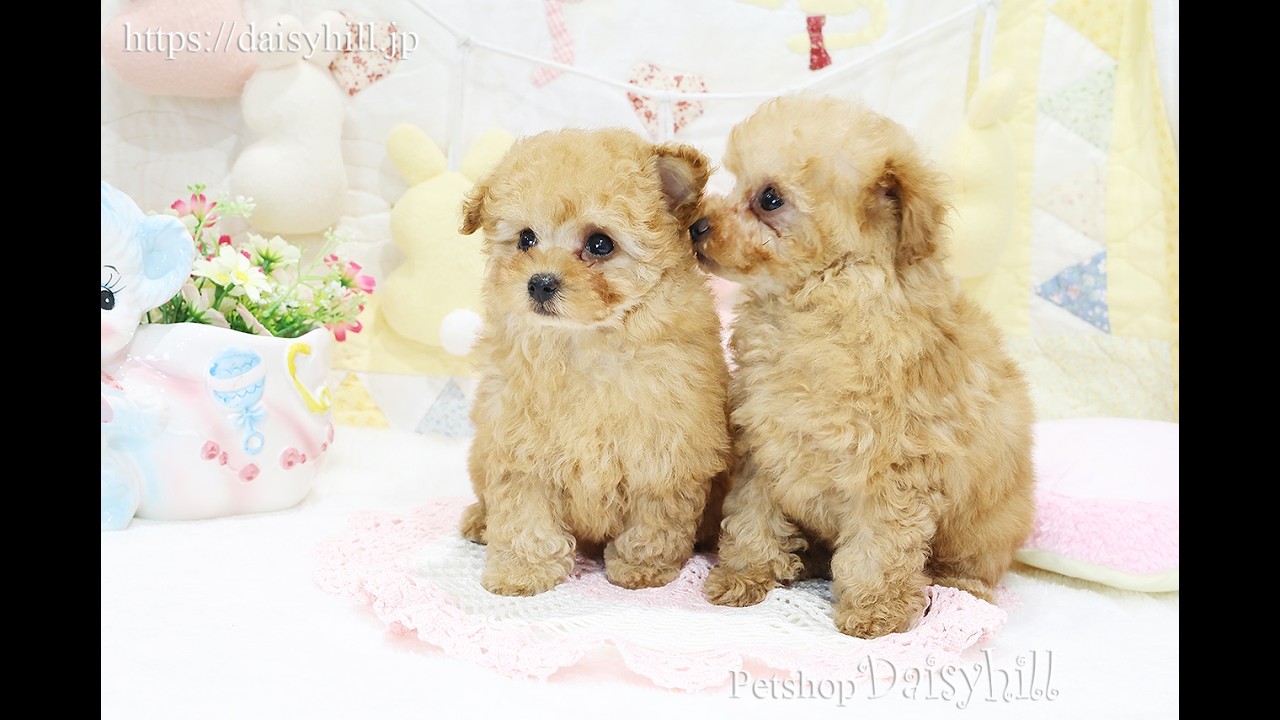 2025年12月1日生まれアプリコットカラートイプードル女の子と男の子