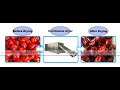 High efficiency mesh belt chilli dryer machine