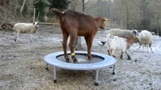 Cabras juegan con una cama elástica