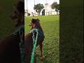 #HALF DANDO AQUELE ROLÊ COM SEU PAI NA RUA 🐕‍🦺♥️🥰#half #doguinho #pets #vidanaroça #cãozinho