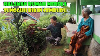 Bikin Cemburu Saja Nih..Pekarangan Rumah Penuh Dengan Tanaman Kebutuhan Harian. Serba Hijau