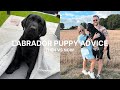 NEW PUPPY ADVICE | Labrador puppy tips