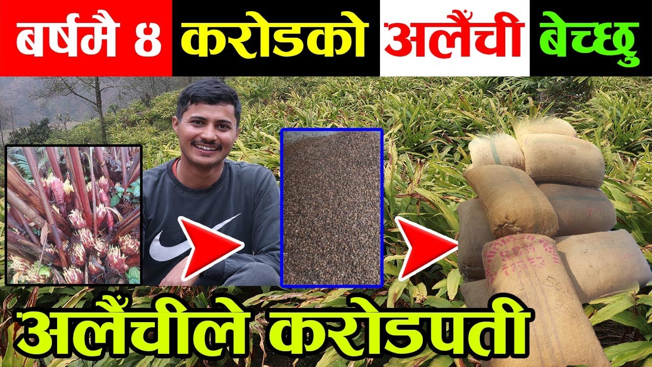 बर्षमै ४ करोडको अलैँची बेच्ने युवा किसान भन्छन् ‘बिहे गरेको छैन,घडेरी किनें अब घर बनाउने'NepalChitra