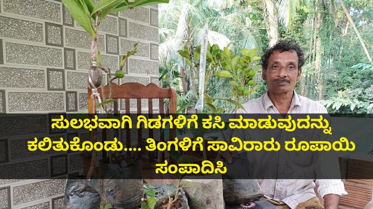 ಗಿಡಗಳಿಗೆ ಕಸಿಯನ್ನು ಏಕೆ ಮತ್ತು ಹೇಗೆ ಮಾಡುವುದೆಂದು ತಿಳಿದುಕೊಳ್ಳಿ ಜೊತೆಗೆ ಉದ್ಯೋಗ ಸೃಷ್ಟಿಸಿಕೊಳ್ಳಿ