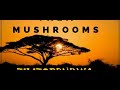 Them Mushrooms Mix By VDJ RIHOHO Mp3 Song