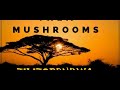 Them Mushrooms Mix By VDJ RIHOHO