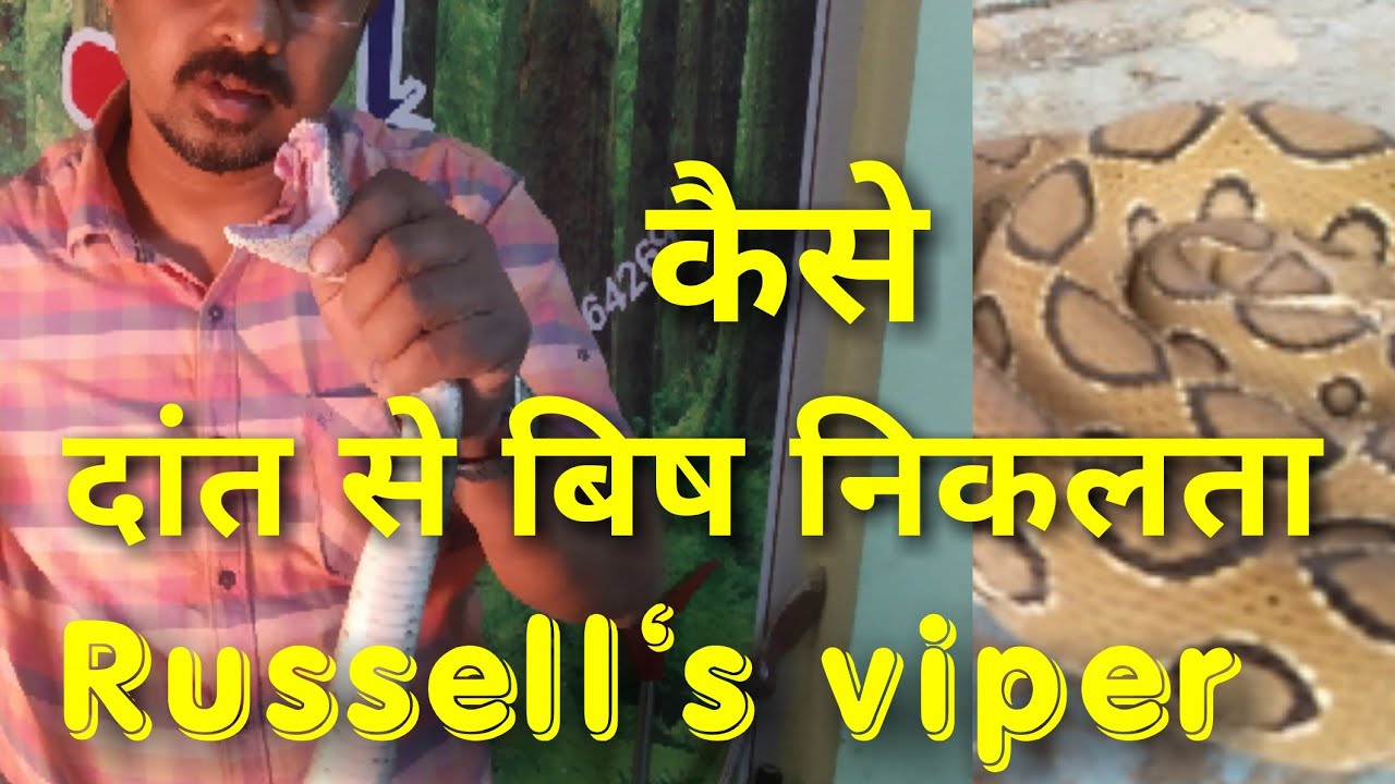 cobra rescue litters Russell's viper सांप का खतरनाक दांत से कैसे बिष निकलता है।