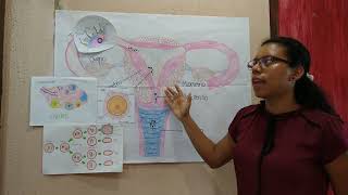 Aparato reproductor femenino, ovogénesis y fecundación