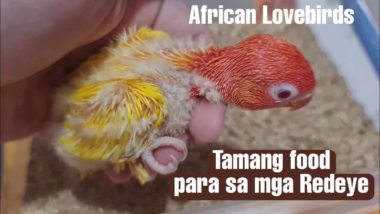 African Lovebirds | Food para sa mga Redeye na inakay