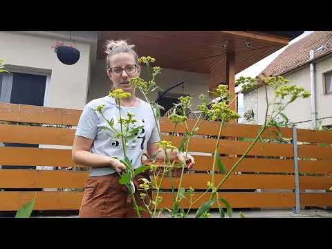 Videó: Hogyan ültessünk fritillaria hagymát?