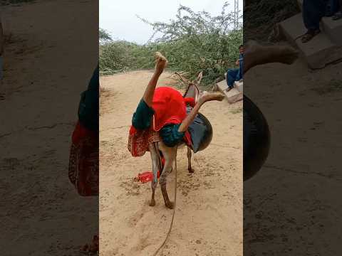 امرأة تتسلق الحمار بسرعة مذهلة