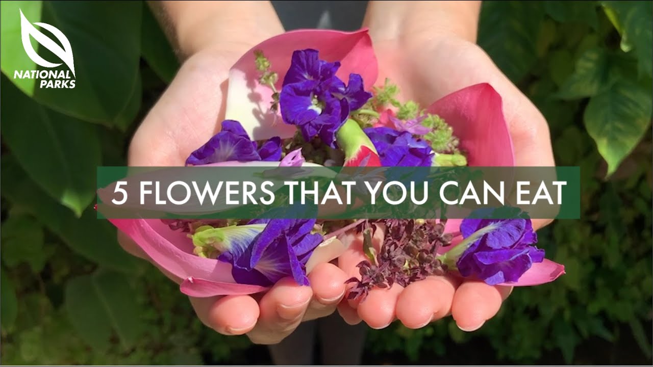 Five Flowers That You Can Eat Gardeners' Day Out YouTube