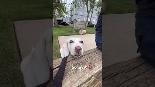 Sonny