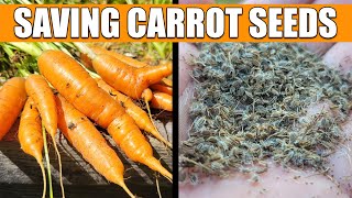How To Save And Store Carrot Seeds