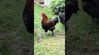 My flock and my newest grow out rooster. Marans and olive eggers, Easter eggers! #chicken #backyard 