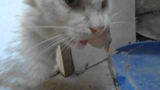 Коты кушают остатки своих добыч, живое мясо! Коты кушают остатки своих добыч, живое мясо!
