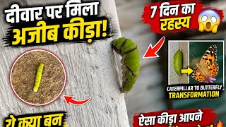Caterpillar Dangerous या Beautiful? Butterfly #Nature #Shorts #ViralVideo #AmazingNature #Insects