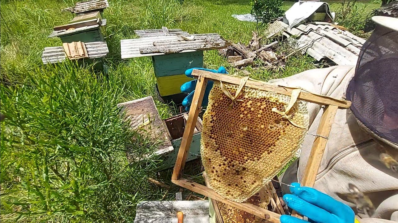 PALHA DE MILHO  PARA  AMARRAR  FAVOS NOS QUADROS ?