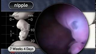 The Biology of Prenatal Development: 6-7 weeks of development