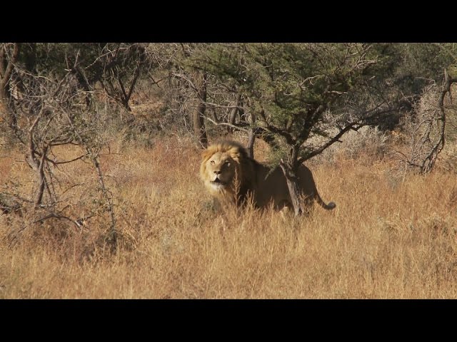 Lion Attack.. Man Eater. best ever class=