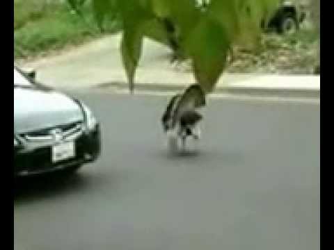 Turkey Traffic Cop
