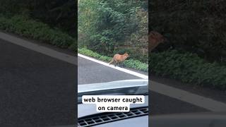 web browser caught on camera