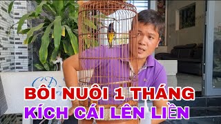 Chia Sẽ Cách Chăm Chim Hút Mật 5Mau Bôi Cho Ae Mới Chơi 