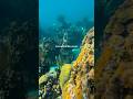 Mesmerized by the reef #coralreef #underwaterworld #coral