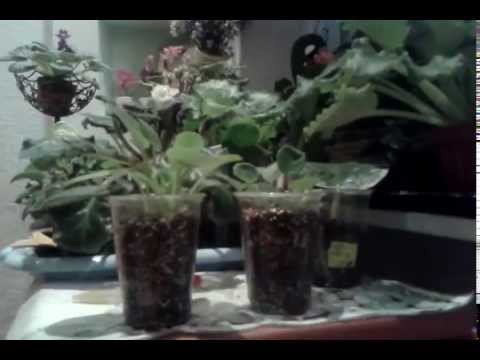 იას  როგორ წაუსვათ  ციტოკინოვაია პასტა