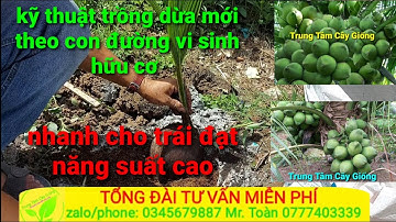 Cách Trồng Dừa mới nhanh cho trái đạt năng suất cao. Theo con đường vi sinh hữu cơ 💚