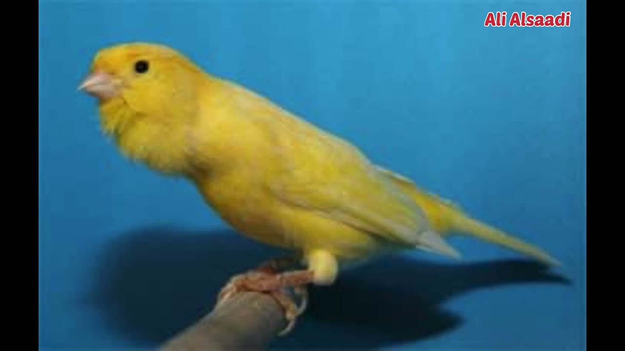 تغريد كناري وتر سلاجر لتدريب الافراخ وتجهيز الاناث