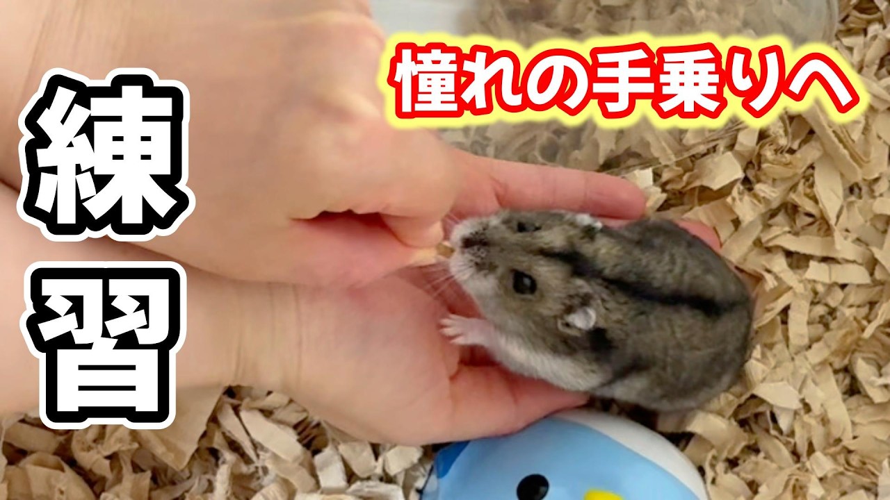 【ハムスター】手を噛まれる方必見、噛まれずに手に乗せる方法